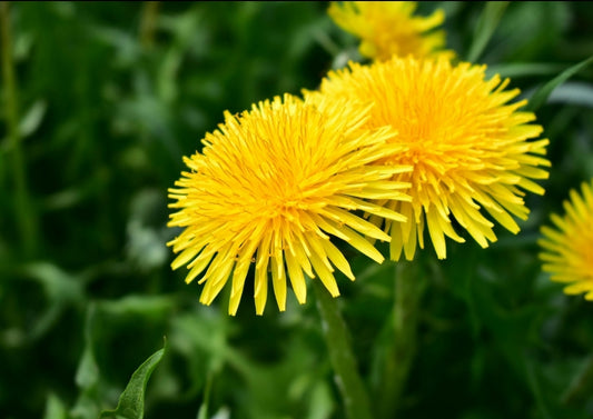 Dandelions a Skincare Gem